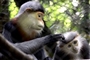 monkey-cucphuong-park