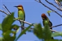 bird-namcattien