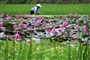 vietnam-farner-working