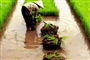 vietnam-mekong-delta