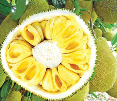 Fruits of Viet Nam: Jackfruit (Quả Mít)