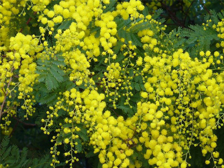 Types Of Yellow Flowers Names Klejonka Types Of Yellow Flowers Names It Has Bright Flowerstypes