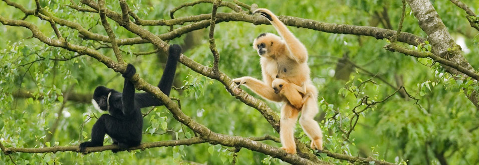 Cuc Phuong National Park