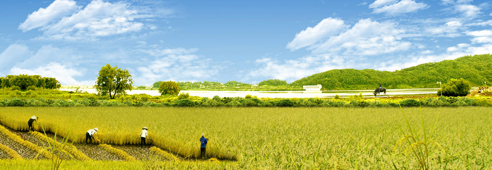 Vietnam Field