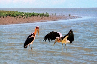 City Bird in Ca Mau