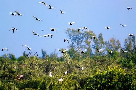 Vam Ho Bird Garden over view