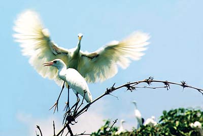 Vam Ho Bird Garden view