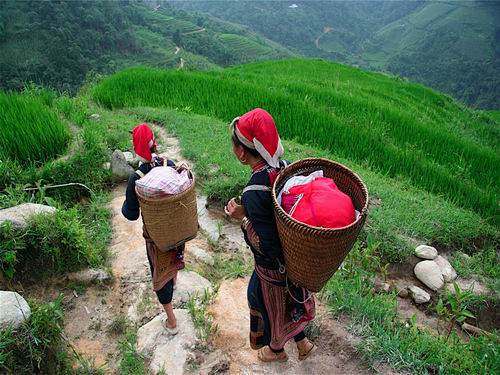 Sapa