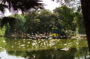 Bach Thao Park 