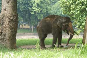 Elephant in Thu Le Park