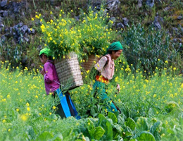 Dong Van Karst Plateau to become national tourist site