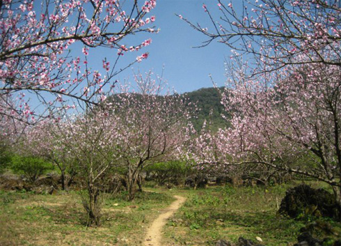 In Kia Pa Co Cave, a H’mong village 20km from Moc Chau, the big peach trees also start blooming