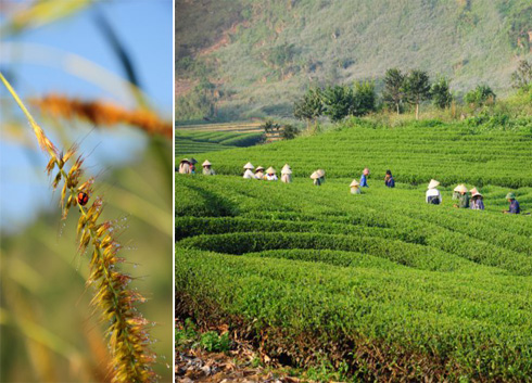 In the morning, this land is warmed by the sun with blue sky and fresh air