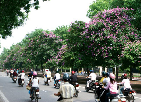 Kim Ma street stands the most beautiful lagerstroemia flowers