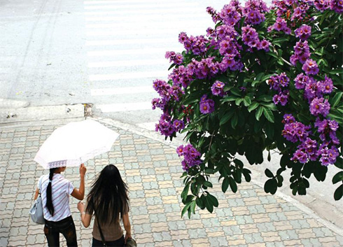 Lagerstroemia flowers connect closely with school boys and girls…