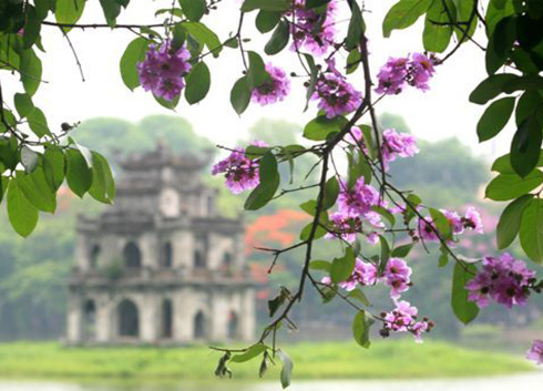 Lagerstroemia flowers spread over Sword Lake