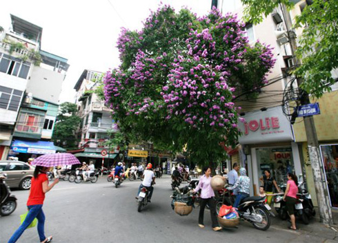 Purple flowers bloom radiantly in Tho Nhuom - Hang Bong street