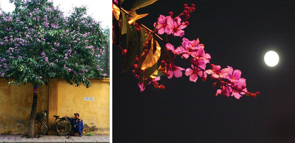 1 Purple umbrellas. 2 Lagerstroemia flowers are sparkling in the moonlit