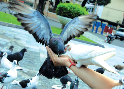 With a litte food an hand, any visitor can get close them