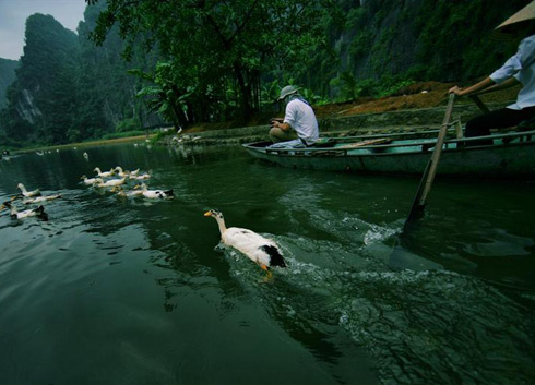 " Hunt " Ducks In Ninh Binh