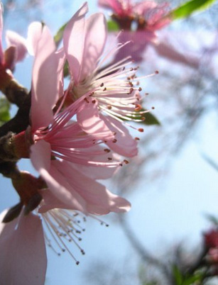 In Kia Pa Co Cave, a H’mong village 20km from Moc Chau, the big peach trees also start blooming