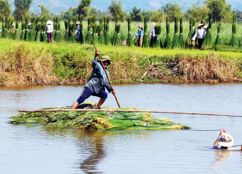 Transporting sedges