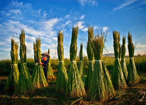Bundling sedges to transport to the yards