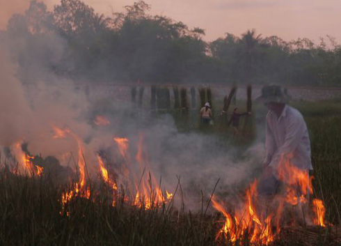 Burning fields for the next crop