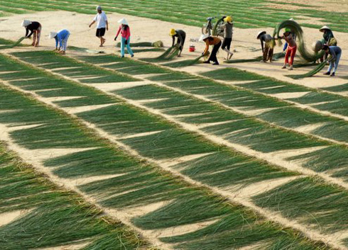 Drying sedges