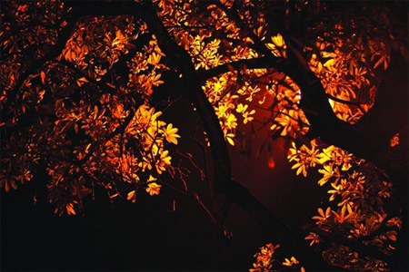 Autumn Arrives By The Moment