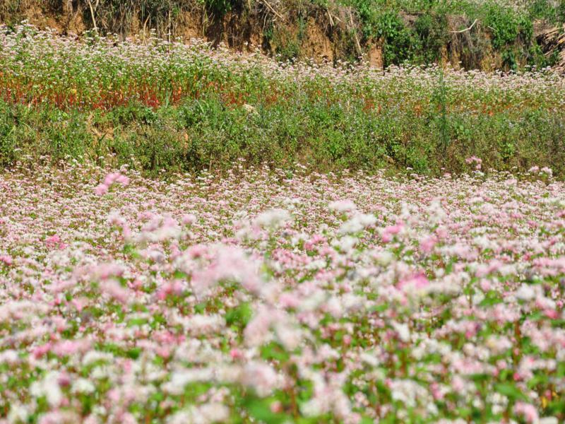 flower-season-in-ha-giang-3.jpg