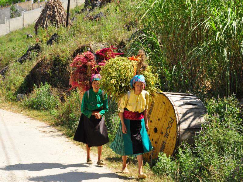 flower-season-in-ha-giang-4.jpg