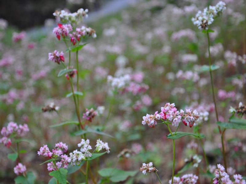 flower-season-in-ha-giang-5.jpg