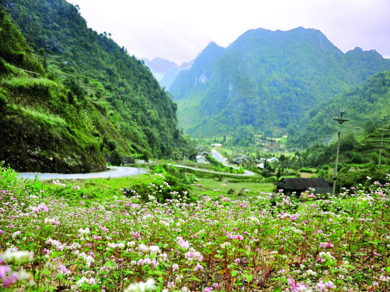 flower-season-in-ha-giang.jpg