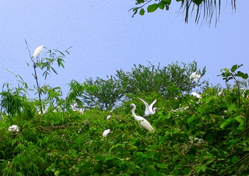 Bang Lang Stork garden - Can Tho - Vietnam