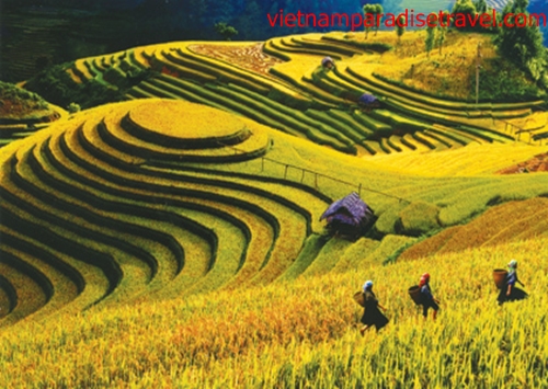 Sapa _ Lao Cai - vietnam