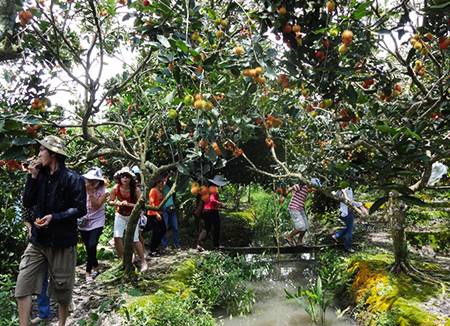 Enjoy fresh and sweet Fruit in Vinh Long Orchard Garden