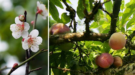 Moc Chau Plum Blossom