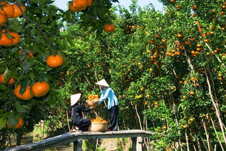 Vinh Long Orchard Garden. 