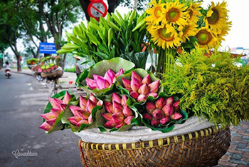 4 Most Charming Summer Flowers in Hanoi