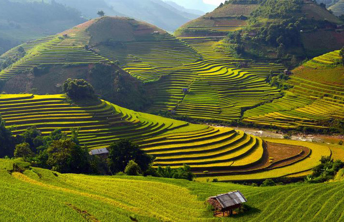 Sapa amazing terraced rice fields