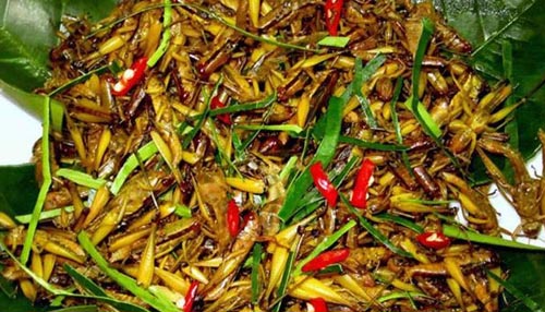 Fried cricket