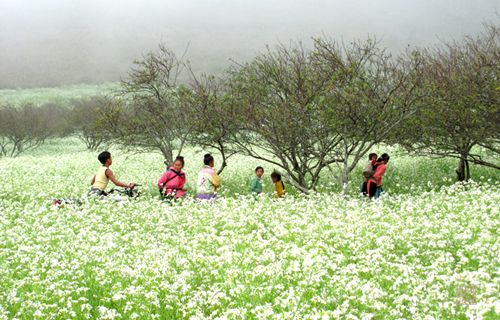 Moc Chau Cabbage flowers in full bloom 