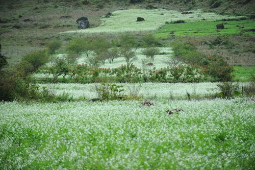 Moc Chau Cabbage flowers in full bloom 