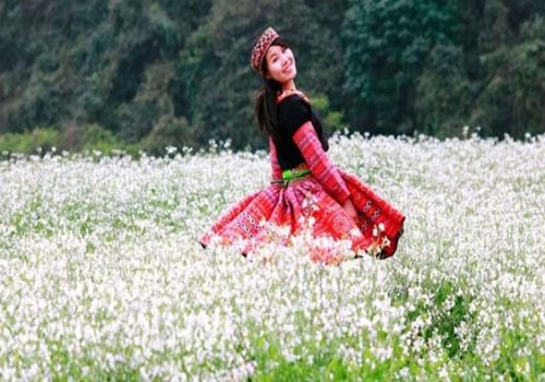 Moc Chau Cabbage flowers in full bloom 