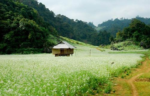 Moc Chau Cabbage flowers in full bloom 