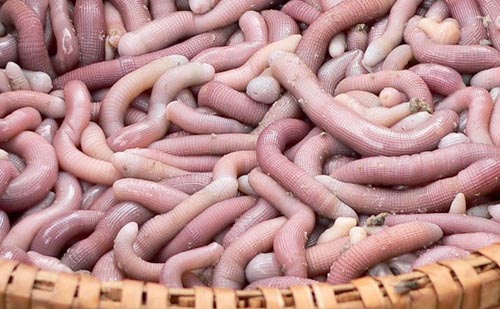 Peanut worms, sa sung