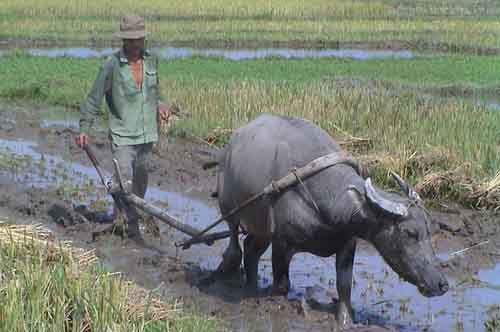 Farmer in Vietnam
