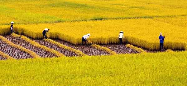 Rice harvesting in Vietnam