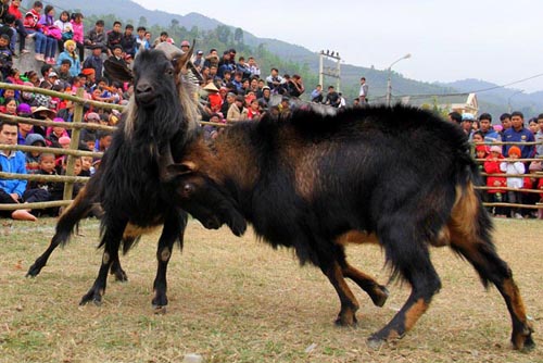 Goat fighting contest